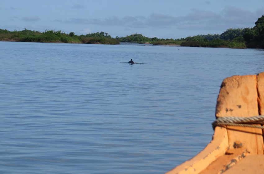  Irrawaddy Flussdelfine – die letzten ihrer Art