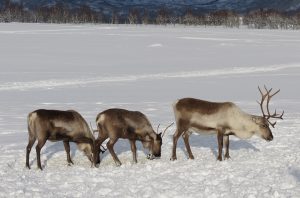 Tromsö - Rentiere - Sami - Norwegen - Nordlichter- viagolla