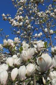 Deutschland - Magnolienblüte in der Wilhelma