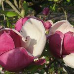 Deutschland - Magnolienblüte in der Wilhelma