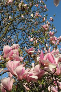 Deutschland - Magnolienblüte in der Wilhelma