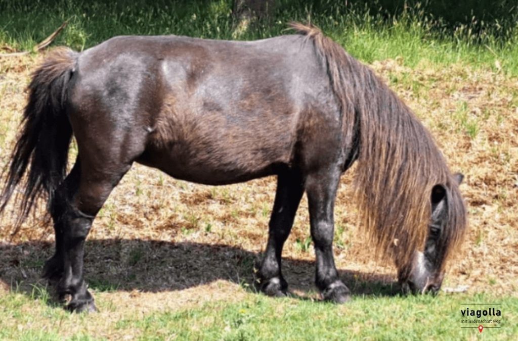 Interview Birgit Lorz Soloreisen viagolla